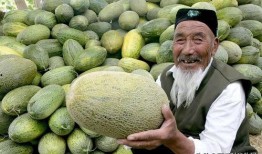 新疆男网红吃瓜,揭秘瓜界风云人物